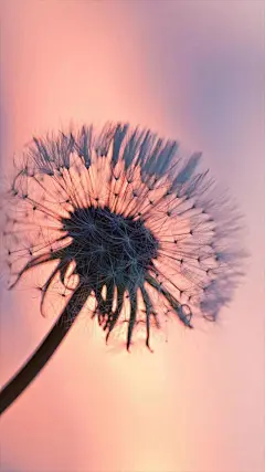 高清手机壁纸：蒲公英的飞翔，美丽的蒲公英手机壁纸