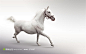 动物世界-白马高清摄影桌面壁纸图片素材