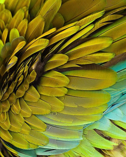 Macaw feathers. #par...