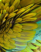 Macaw feathers. #parrot #bird #green: 