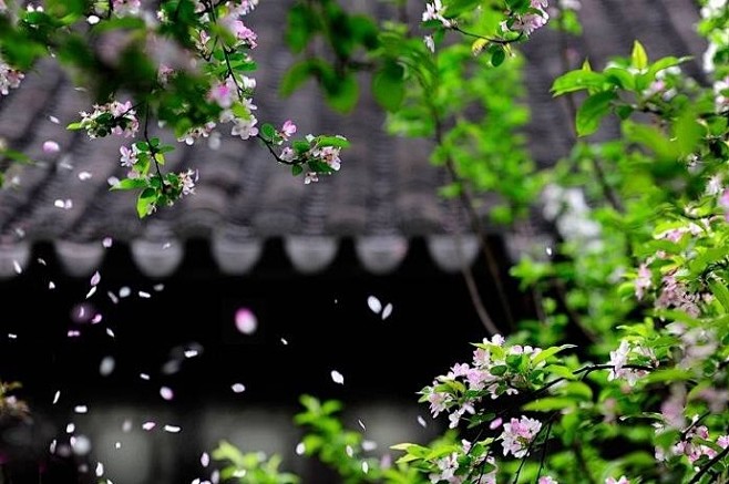 海棠树下弹离殇故人踪迹何处寻小楼初妆孤灯眠梦里又见落花雨国史古风