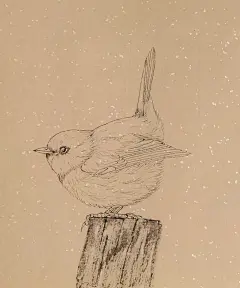 白描禽鸟（尾巴翘上天的小可爱） - 小红书