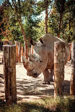 White rhinoceros in a natural reserve