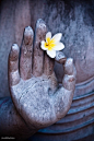 souloftheroseurluv:

buddhabe:

Buddha Hand

souloftheroseurluv  ༺ ॐ A Sensual, Spiritual and Sophisticated blog ॐ ༻
