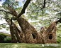 大众艺术网：实现梦想的“森林的呼唤”—— 美国环境艺术家 Patrick Dougherty 森林雕塑作品_创作 : 他喜欢这里，在冬天看着树木枝条就想象它们纠缠在一起形成的奇幻景象。当他在80年代转行从事雕塑时，他选择了枝条这样命中注定的材料。他常常在公共空间工作，和人们进行交流。他游历世界，在很多有挑战的场地建立自己的艺…