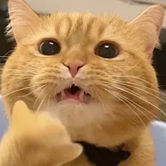 猫咪头像 - 高清图片，堆糖，美图壁纸兴趣社区