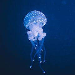 落鑫宇采集到海洋生物