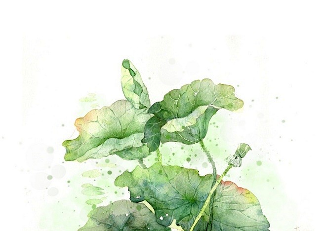 水彩 荷叶