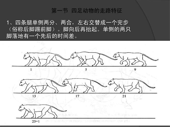 动画运动规律——动物