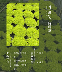 风满楼LY采集到地被草花