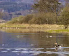 大鹅，(Anser Anser)，南波西米亚，捷克共和国