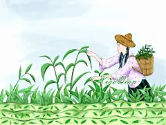 采茶