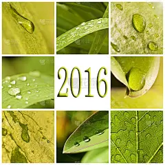 2016年，绿叶与雨滴的照片拼贴