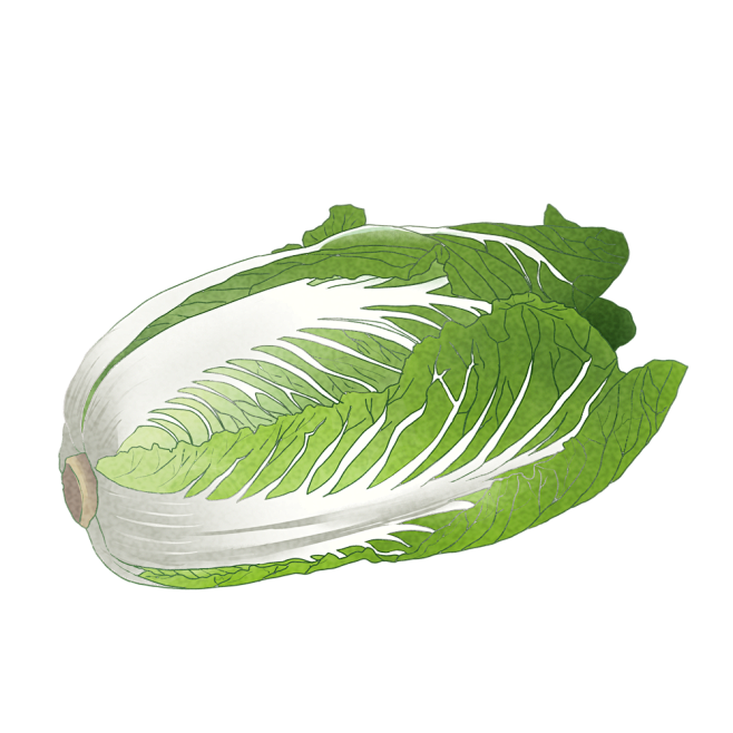 大白菜
