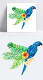 水彩鹦鹉|水彩鹦鹉,热带植物,水彩植物,漂浮元素,设计元素