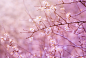 General 1582x1063 pink branch blossoms nature cherry blossom