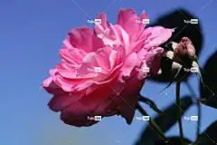 玫瑰 粉红玫瑰 玫瑰花 花壁纸 花 粉红色的花朵 植物 美丽的花朵