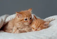 点击来源直接获取大图文件 |两只红色小猫正在睡觉。宠物的有趣照片