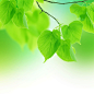 唯美清新树叶背景高清图片 - 素材中国16素材网