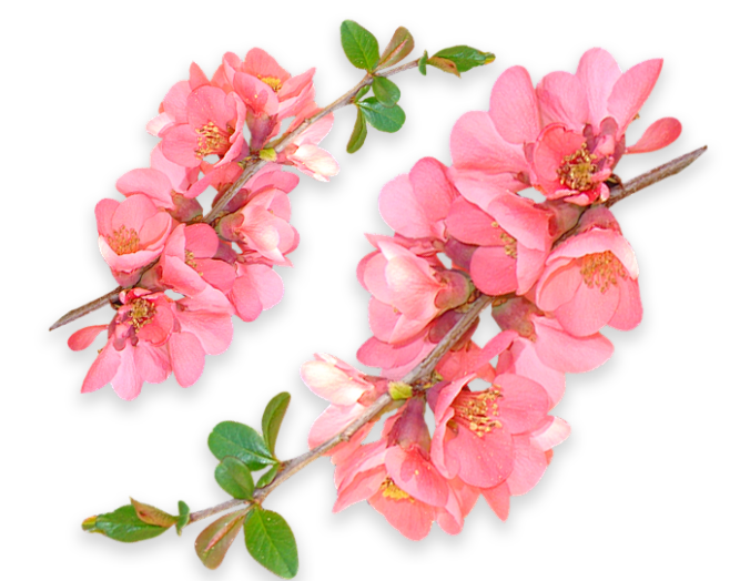 花 樱花 桃花 PNG