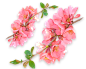 花 樱花 桃花 PNG