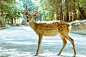 路,野生动物,户外,有角的,野外动物_156717377_Japan-nara-deer_创意图片_Getty Images China