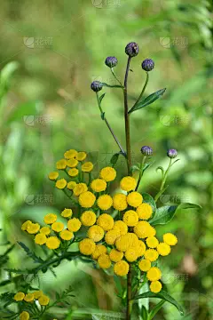 在晴朗的日子里，在一块空地上有黄色的唐菊