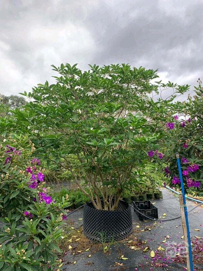 狗牙花