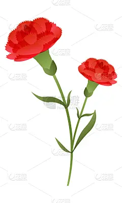 可爱的,简单,康乃馨,绘画插图,华丽的,事件,贺卡,清新,母亲,女人