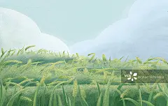 稻田与天空清新背景插画图片素材
