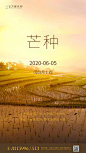 【源文件下载】 海报  房地产  芒种  二十四节气  丰收