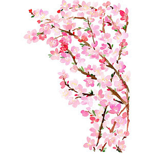 Cherry Blossoms- Wat...