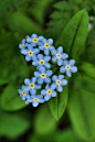 Tiny Blue & Yellow Flowers in heart formation: 