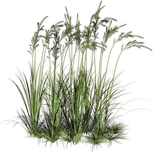 grass