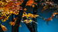 【知识星球：地产重案】【微信号：arsion575】@上山打草 ⇦点击查看kyoto autumn by Jimmy Chau