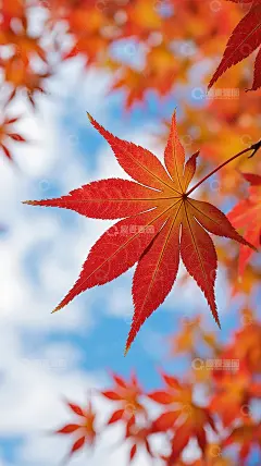 秋天红叶树林壁纸高清模板免费下载-趣麦麦图