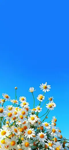 iPhonex/xs/max植物花卉系列壁纸