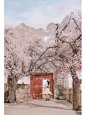 4月的浪漫是帕米尔高原的杏花给的