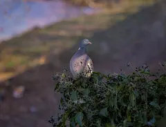 免費 動物攝影, 壁紙, 天性 的 免費圖庫相片 圖庫相片