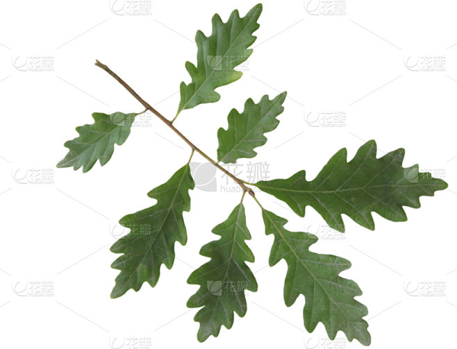 嫩枝,叶子,橡树,绿色,自然,背景分离,图像,无梗花栎,无人,植物