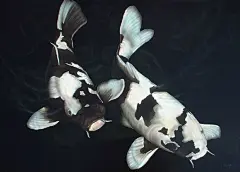 锦鲤桌面壁纸_锦鲤吧_百度贴吧