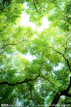 爱美无错采集到素材-花草