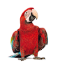 野生动物,影棚拍摄,站,鸟类,多色的_163590659_Green-winged Macaw looking away_创意图片_Getty Images China