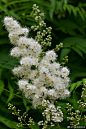珍珠梅（学名：Sorbaria sorbifolia （L.）A. Br）是蔷薇科，珍珠梅属灌木，高可达2米，枝条开展；冬芽卵形，紫褐色，先端圆钝，具有数枚互生外露的鳞片。羽状复叶，小叶片对生，披针形至卵状披针形，先端渐尖，稀尾尖，基部近圆形或宽楔形，稀偏斜，边缘有尖锐重锯齿，上下两面无毛或近于无毛，羽状网脉，托叶叶质，顶生大型密集圆锥花序，分枝近于直立，总花梗和花梗被星状毛或短柔毛，果期逐渐脱落，苞片卵状披针形至线状披针形，先端长渐尖，全缘或有浅齿，上下两面微被柔毛，果期逐渐脱落；萼筒钟状，萼片三角卵形