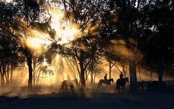 Silhouettes of rider...