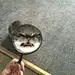 catteryii