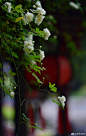 #南京文旅# #在线文旅赏析# 甘熙宅第·木香花开。 摄影@方方华华 ​​​​