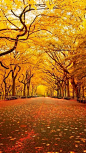 New York Central Park in Autumn