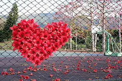 操场围栏上的心形木棉花瓣