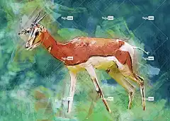 羚羊 非洲 荒野 苹果浏览器 沙漠 沙 津巴布韦 稀树草原